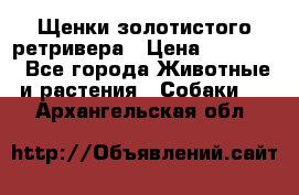 Щенки золотистого ретривера › Цена ­ 15 000 - Все города Животные и растения » Собаки   . Архангельская обл.